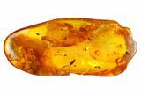 Fossil Cicada Larva and Multiple Flower Stamen in Baltic Amber #159827-7